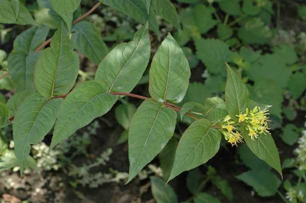 Преимущества обрезки декоративных кустарников