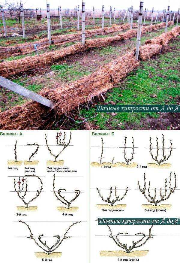 Подвязка и обрезка винограда весной советы для начинающих