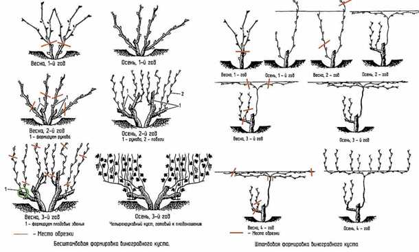 Обрезка винограда для начинающих (видео):