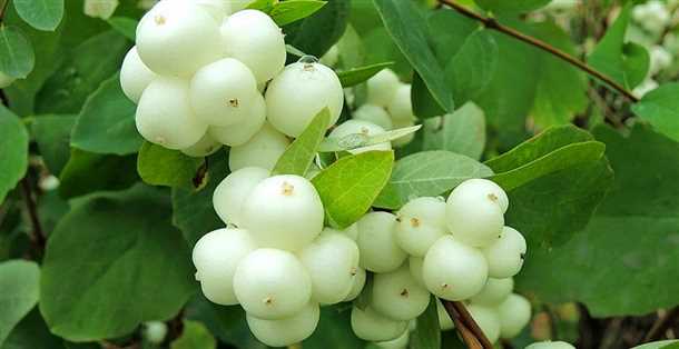 Сказочный снежноягодник дыхание зимы