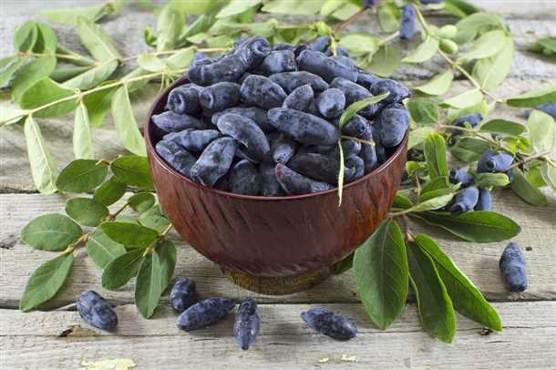 Популярные сорта жимолости Популярные сорта жимолости