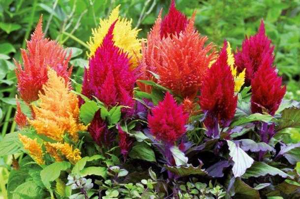 Сорта целозии (видео)